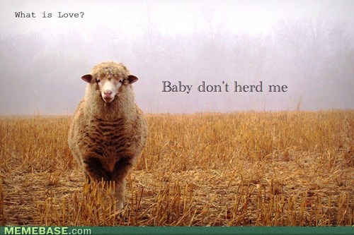 Bilder-Thread tQIFG34 internet-memes-baaaaaaaaad