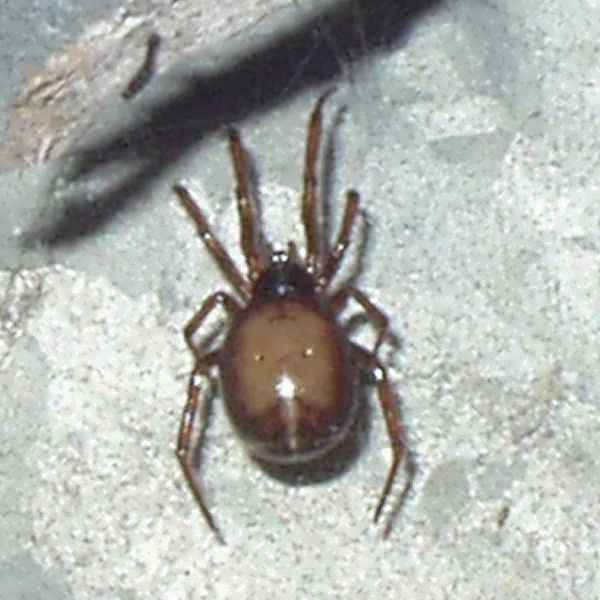 Steatoda bipunctata Fettspinne 014