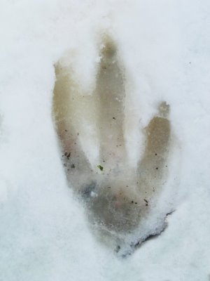 PenguinFootprint