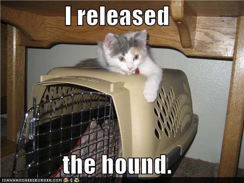 Bilder-Thread tRJ36Gq funny-pictures-i-released-the-hound