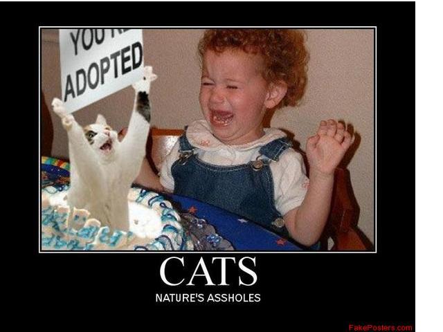 Bilder-Thread tRLghxR cat busted the kids cake by metallicaguy