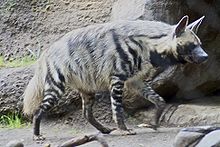 220px-Striped Hyena 5