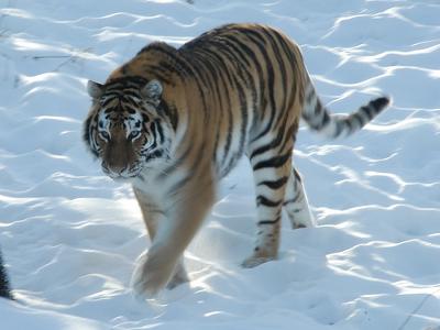 sibir-tiger