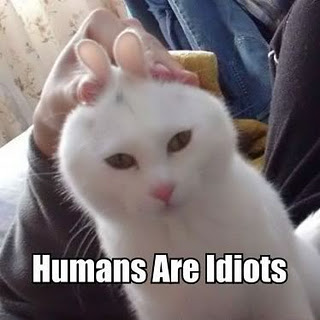 Bilder-Thread tReCwD9 humans are idiots trollcats.com-observan