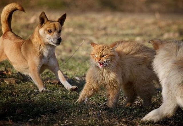 Bilder-Thread tRqcdWa Daily252520Afternoon252520Picdump252520N