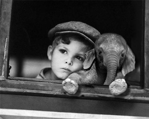 Bilder-Thread tS3rFRr JS2cdY elefant