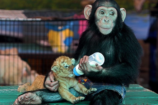 Bilder-Thread tSDXf5X tigerbaby fullSize 1.11675468.1311843136