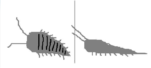 insektdell