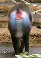 85px-Mandrill von hinten