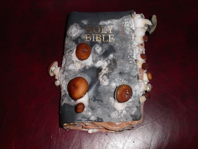 Bilder-Thread tSS63PY uh430481264893258mouldy bible