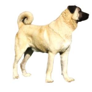 kangal