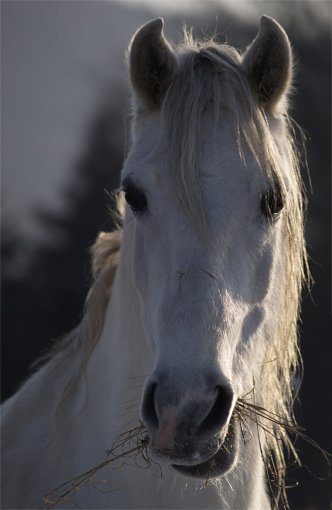 Pferde-pferd-Pferdeportrait-Pferdekopf-S