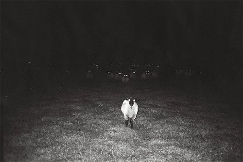 sheepatnight