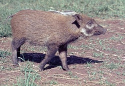 250px-Buschschwein-0411