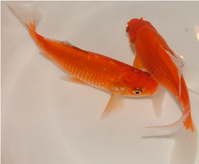 goldfisch 2
