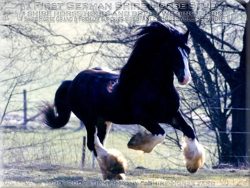 53 shire-horse-sire-nulli6