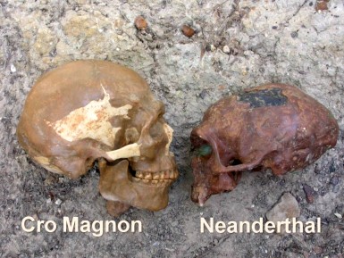 cromagnon neander labels