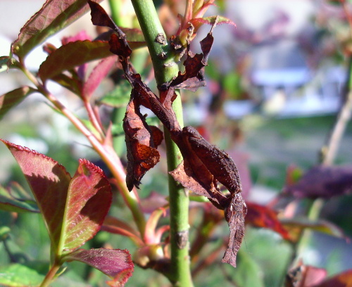 Bilder-Thread tTsqcwy Phyllocrania-paradoxa-03000007655 01