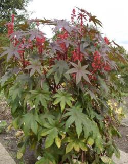 Ricinus communis5