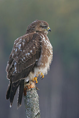 266px-Buteo buteo 5 28Marek Szczepanek29