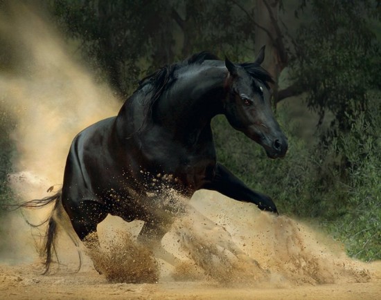 2RDsXO black-horse-1