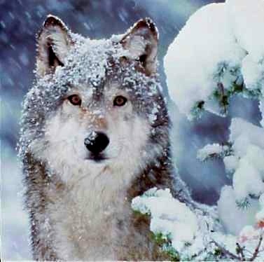 Wolf-in-the-Snow-wolves-2163796-377-374