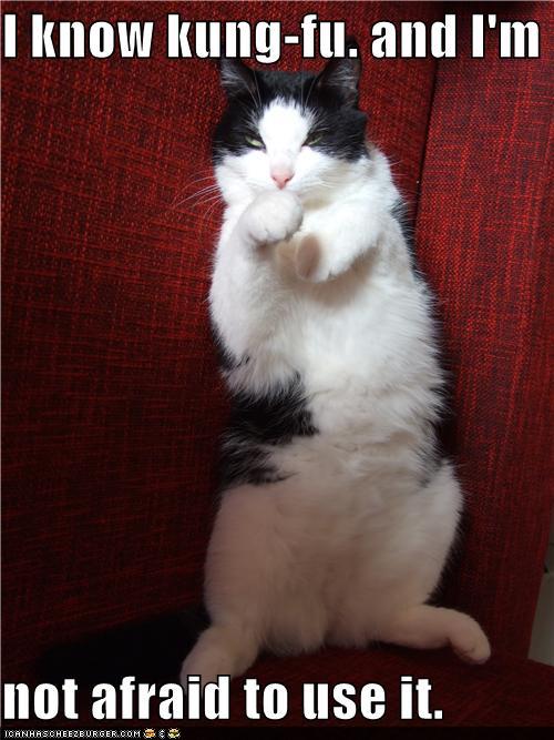 Bilder-Thread tUpWFtF funny-pictures-i-know-kung-fu-and-im-not