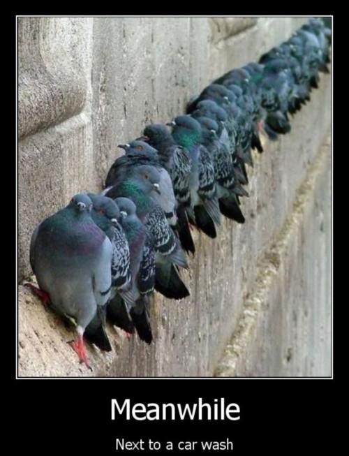 Bilder-Thread tV0pYfZ Funny-Demotivational-Posters.-Part-30 11