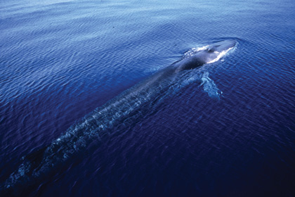 finwhale01