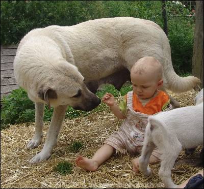 copy Kangal Alexa und Baby