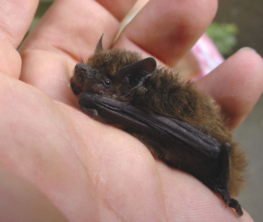 Pipistrellus1