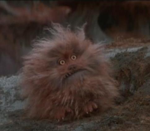 Fizzgig3