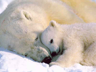 Bilder-Thread tW7QcYd polar bear