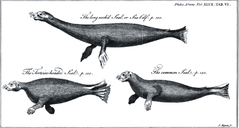 Parsons 1751 long-necked seal resized
