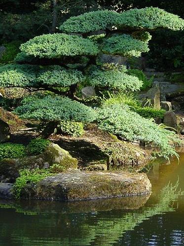 Bonsai-Liebenau-9498