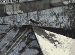 funny-gifs-extreme-crow-roof-tubing