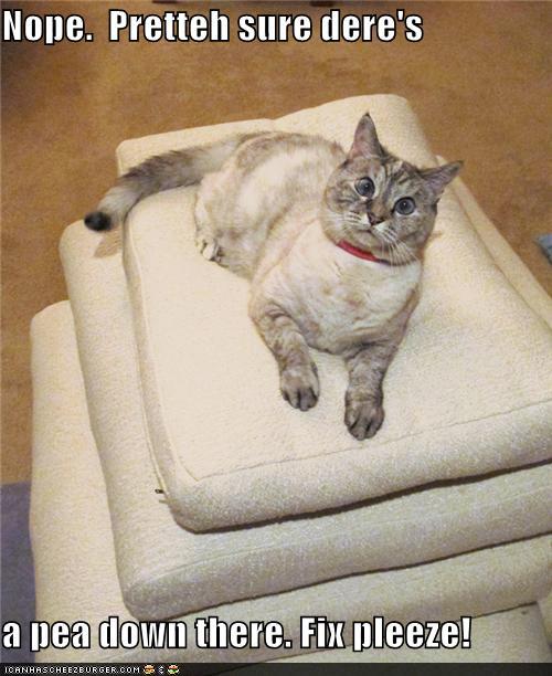 Bilder-Thread tWPwKu4 funny-pictures-nope-pretteh-sure-deres-a