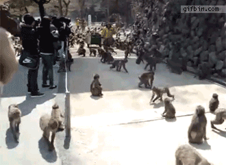 Bilder-Thread tX9oEL1 1320344617 monkey feeding frenzy