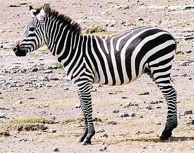 zebra