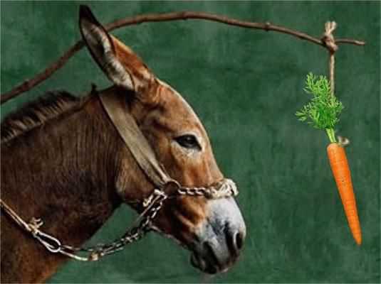 [Bild: tXIrbL6_1328482754-donkey-carrot.jpg]