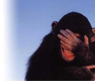 Monkey facepalm