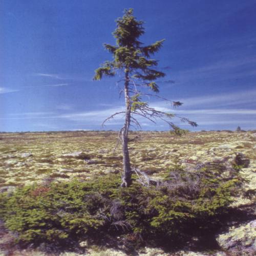 bearbeitet sweden oldest tree