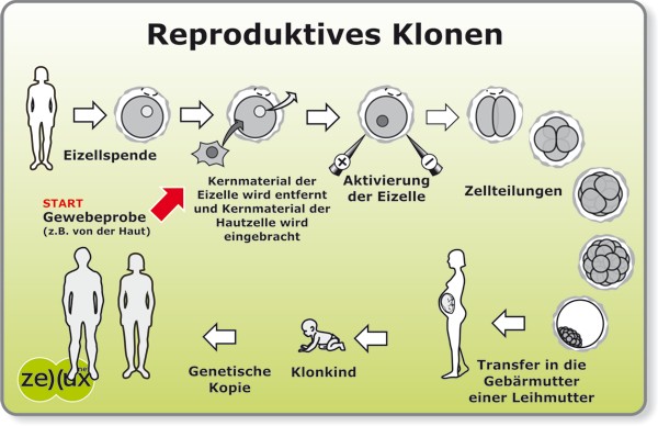 Reproduktives Klonen