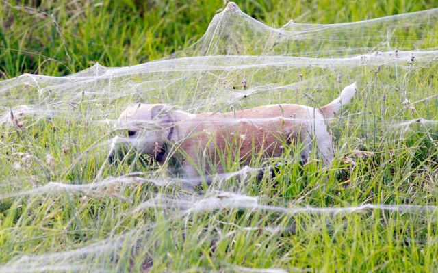 spider invasion in australia 640 05