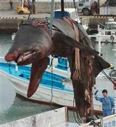 basking-shark