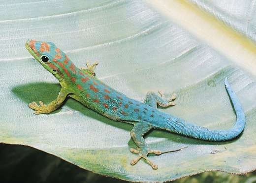 jdIw8P geckos taggecko 1834784propertyzo