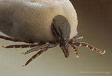 220px-Ixodus ricinus 5x