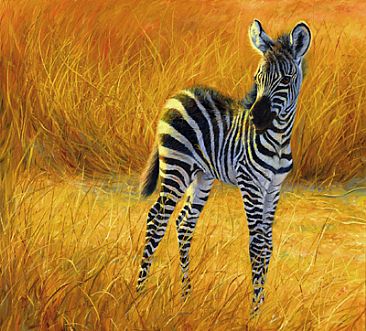 Bilder-Thread tYganq4 Baby-Zebra-zebras-24515070-366-331