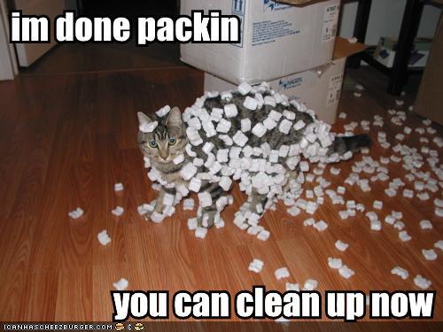Bilder-Thread tYkhlhD funny-pictures-cat-is-done-packing