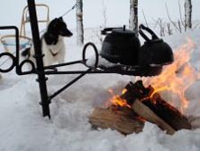 finnland huskywoche mit groenlandhuskys 